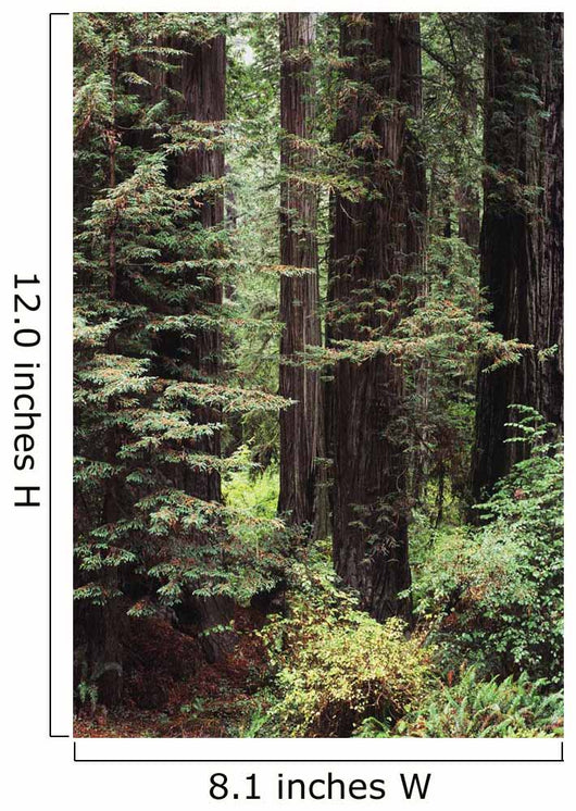 USA Jedediah Smith Redwoods Wall Decal