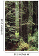 USA Jedediah Smith Redwoods Wall Decal