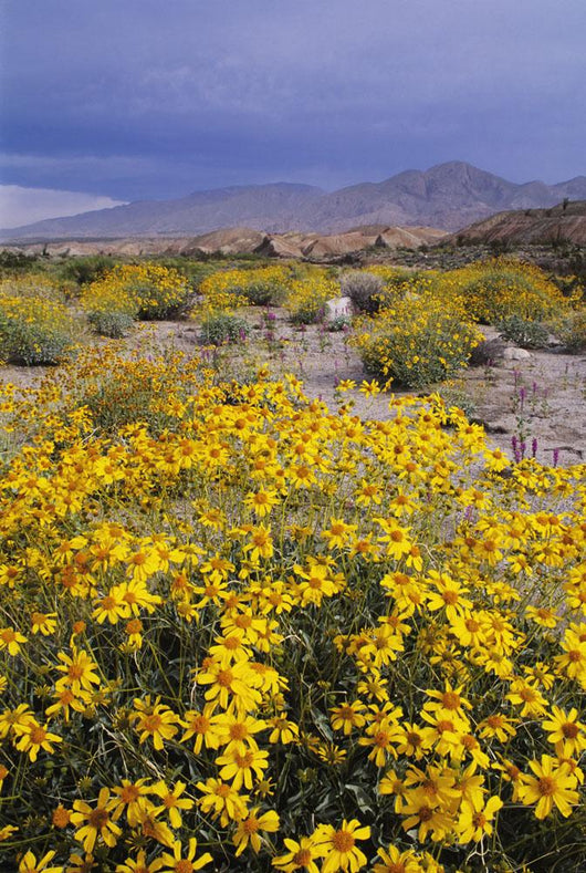 Desert Landscape with California Wall Decal