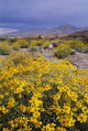 Desert Landscape with California Wall Decal