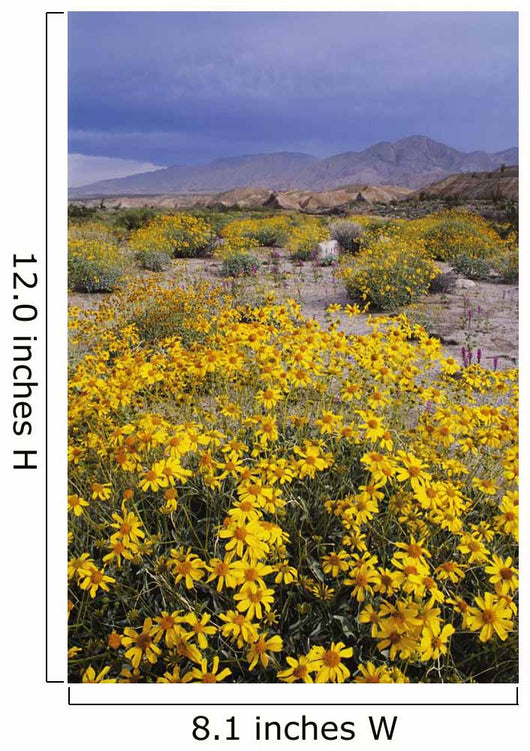 Desert Landscape with California Wall Decal