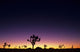 Joshua Trees Silhouetted Dawn Wall Decal