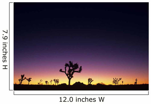 Joshua Trees Silhouetted Dawn Wall Decal