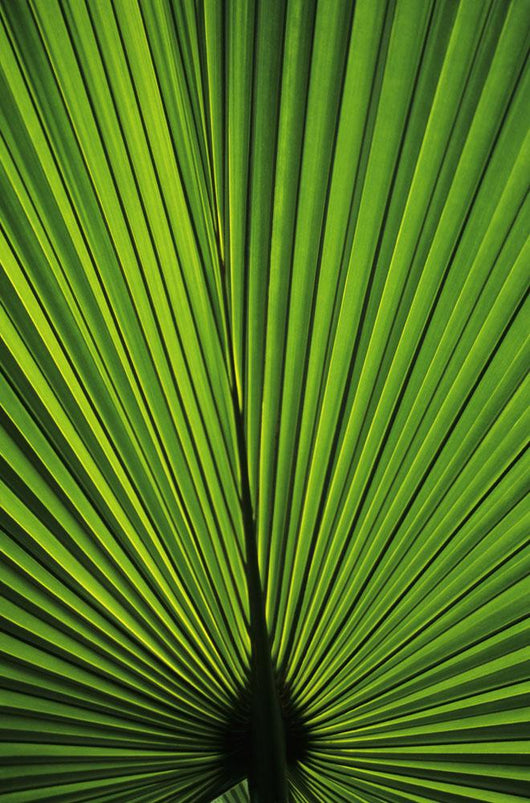 Hawaii Oahu Backlit Fan Wall Decal