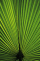 Hawaii Oahu Backlit Fan Wall Decal