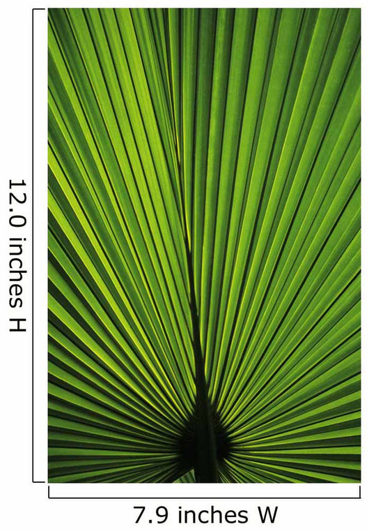Hawaii Oahu Backlit Fan Wall Decal