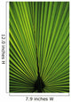 Hawaii Oahu Backlit Fan Wall Decal
