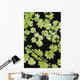 Oregon Cascade Mountains Maple Wall Decal