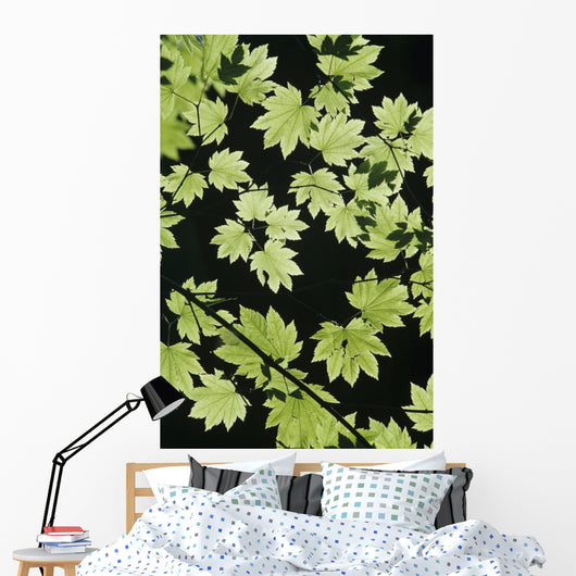 Oregon Cascade Mountains Maple Wall Decal