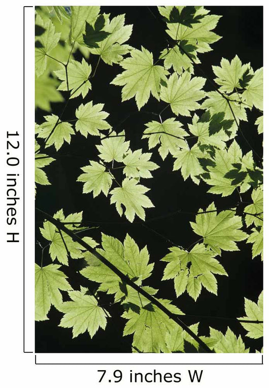 Oregon Cascade Mountains Maple Wall Decal