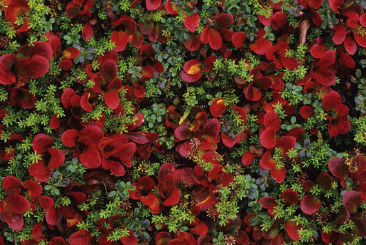 Fall Season Bearberry and Wall Decal