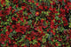 Fall Season Bearberry and Wall Decal