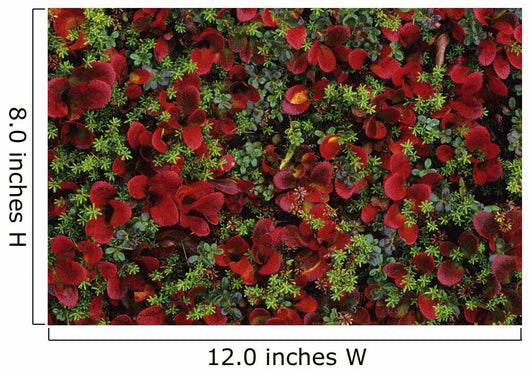Fall Season Bearberry and Wall Decal