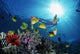 Female Snorkeler Silhouetted with Wall Decal