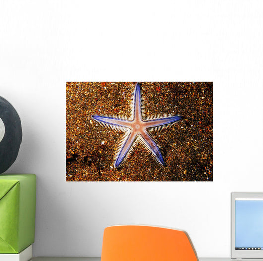 Close-up Sea Star Colorful Wall Decal