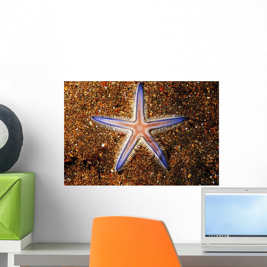 Close-up Sea Star Colorful Wall Decal