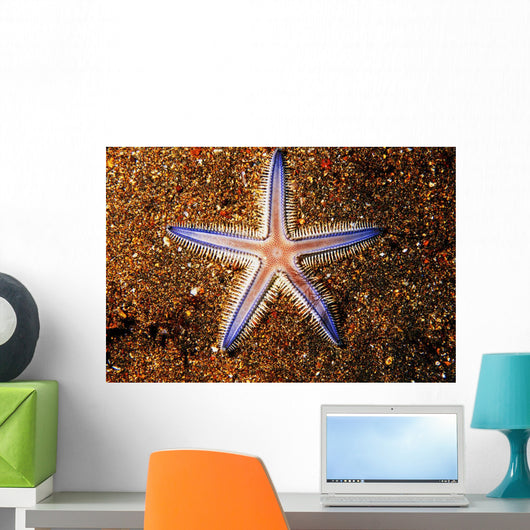 Close-up Sea Star Colorful Wall Decal