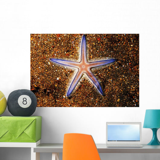 Close-up Sea Star Colorful Wall Decal