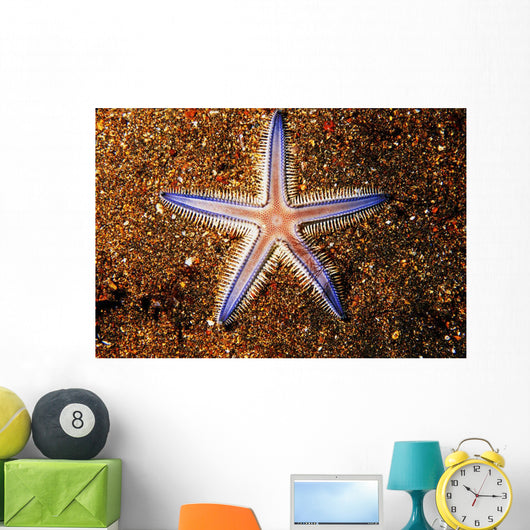 Close-up Sea Star Colorful Wall Decal