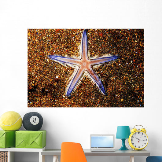 Close-up Sea Star Colorful Wall Decal