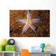 Close-up Sea Star Colorful Wall Decal