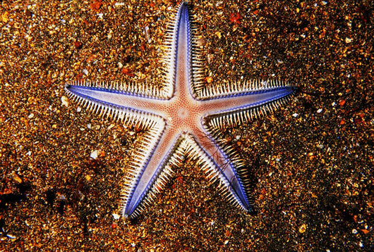 Close-up Sea Star Colorful Wall Decal