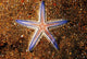 Close-up Sea Star Colorful Wall Decal