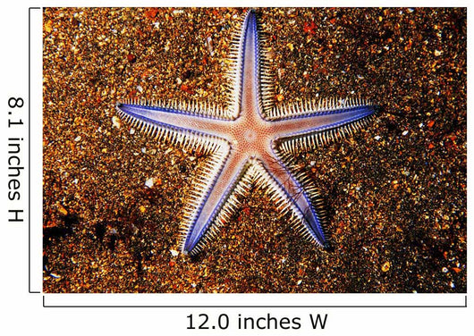 Close-up Sea Star Colorful Wall Decal