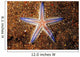 Close-up Sea Star Colorful Wall Decal