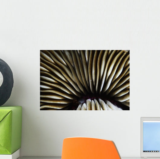 USA Close-up Mushroom Coral Wall Decal