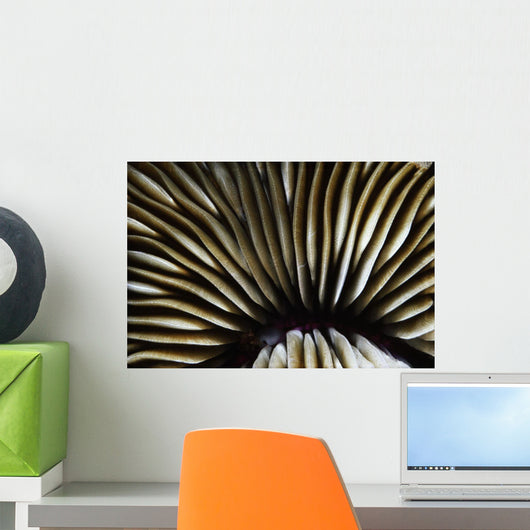 USA Close-up Mushroom Coral Wall Decal