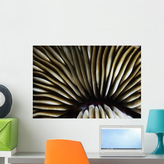 USA Close-up Mushroom Coral Wall Decal
