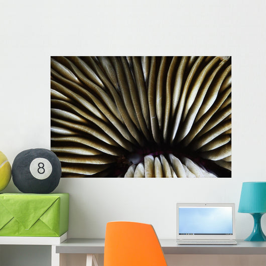 USA Close-up Mushroom Coral Wall Decal