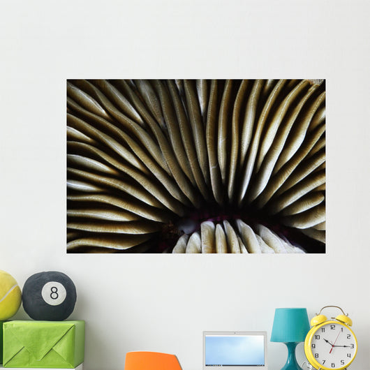 USA Close-up Mushroom Coral Wall Decal