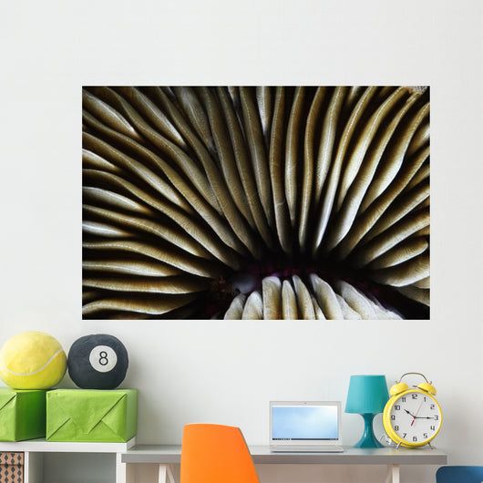 USA Close-up Mushroom Coral Wall Decal
