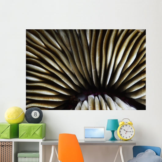 USA Close-up Mushroom Coral Wall Decal
