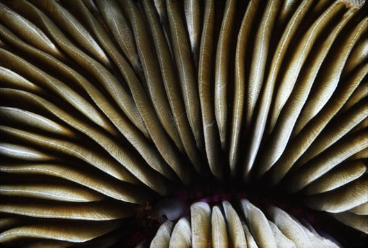 USA Close-up Mushroom Coral Wall Decal