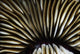 USA Close-up Mushroom Coral Wall Decal