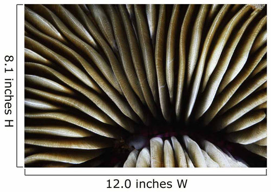 USA Close-up Mushroom Coral Wall Decal