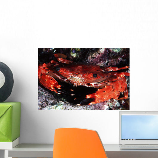 USA Usaensis Wall Decal