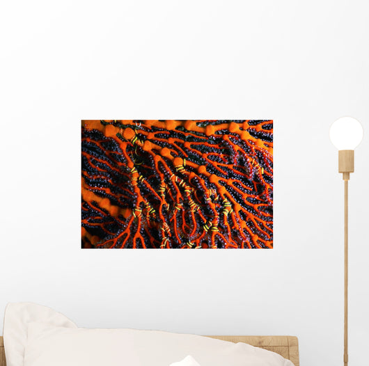 Close-up Red Seafan with Wall Decal