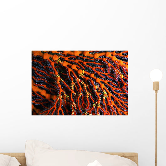 Close-up Red Seafan with Wall Decal