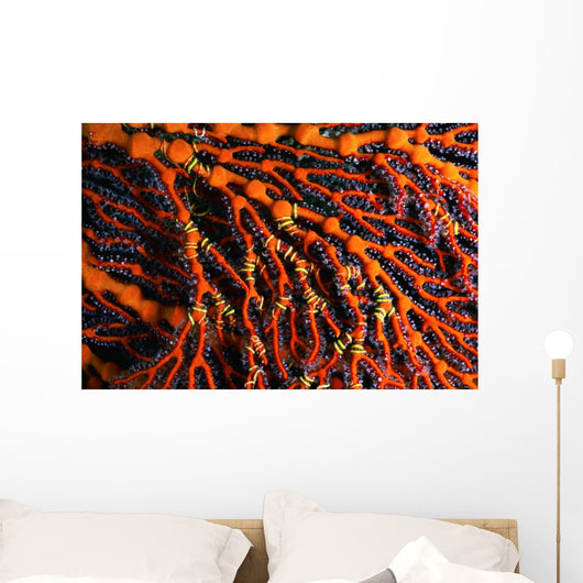 Close-up Red Seafan with Wall Decal