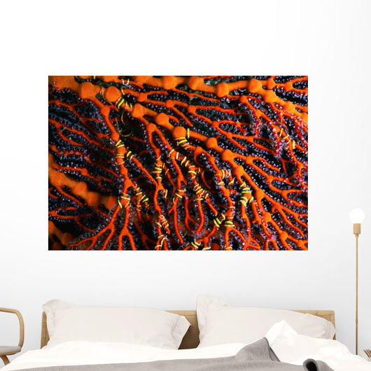Close-up Red Seafan with Wall Decal