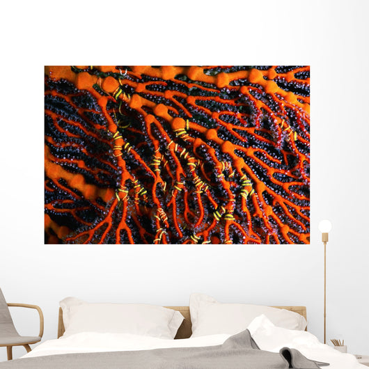 Close-up Red Seafan with Wall Decal