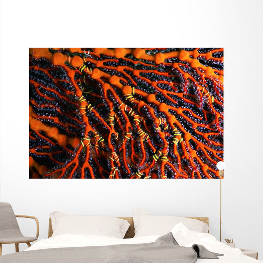 Close-up Red Seafan with Wall Decal