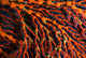Close-up Red Seafan with Wall Decal