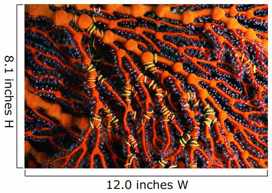 Close-up Red Seafan with Wall Decal