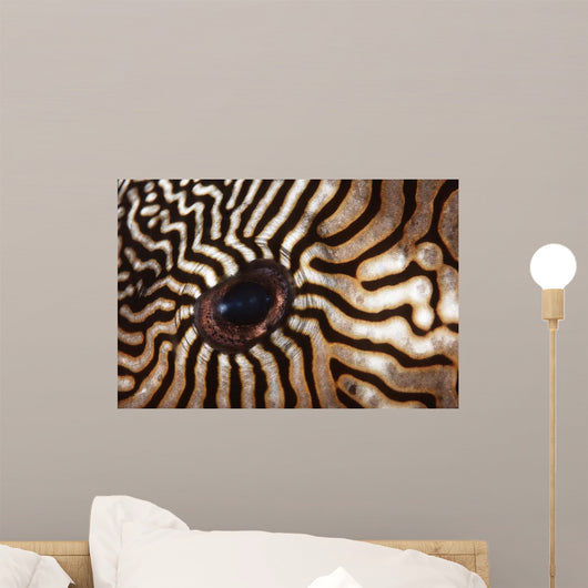 Malaysia Close-up Pufferfish Eye Wall Decal