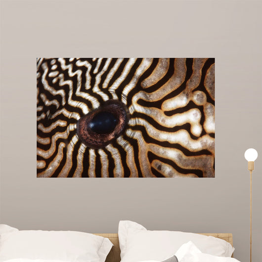 Malaysia Close-up Pufferfish Eye Wall Decal